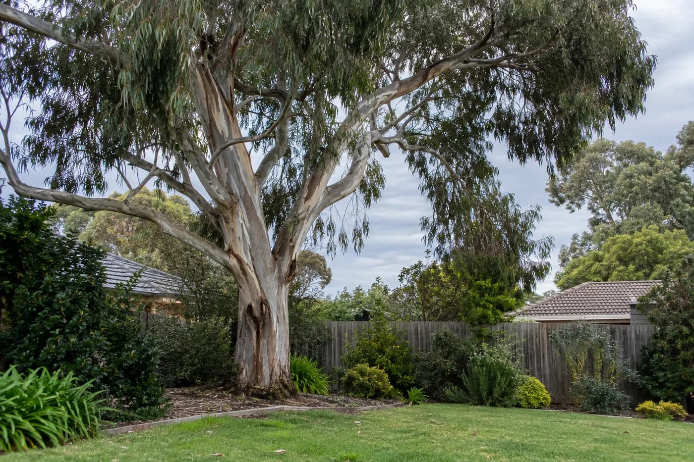 Mature eucalyptus and lawn in an established residential garden